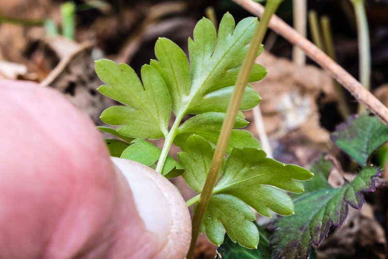 Adoxa moschatellina / Moscatella